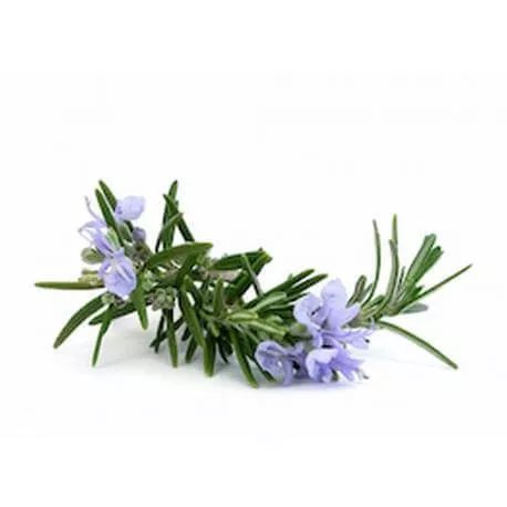 ROMARIN À VERBÉNONE - Huile essentielle BIO