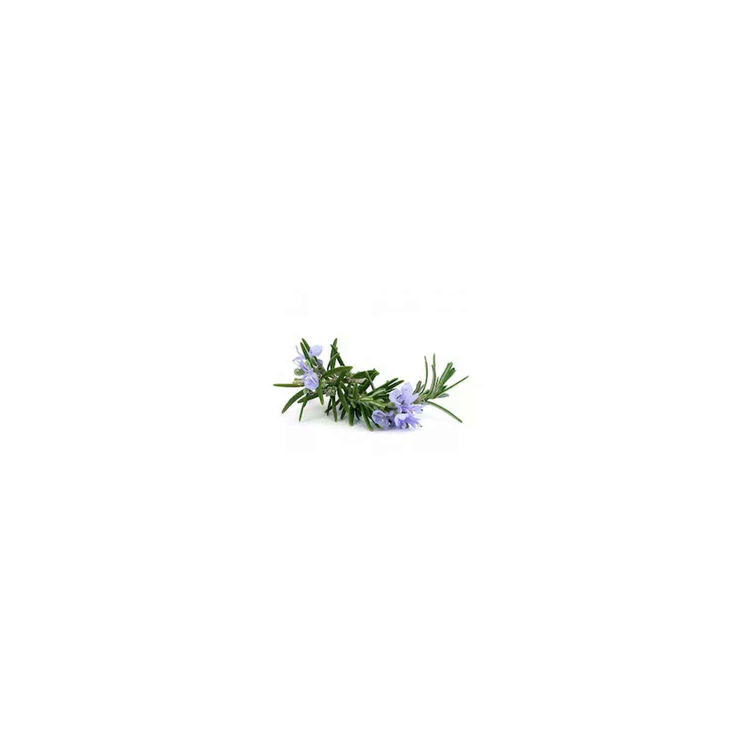 ROMARIN À VERBÉNONE - Huile essentielle BIO