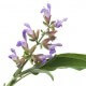 SAUGE À FEUILLES DE LAVANDE - Huile essentielle BIO