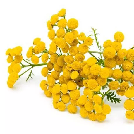 TANAISIE ANNUELLE - Huile essentielle BIO