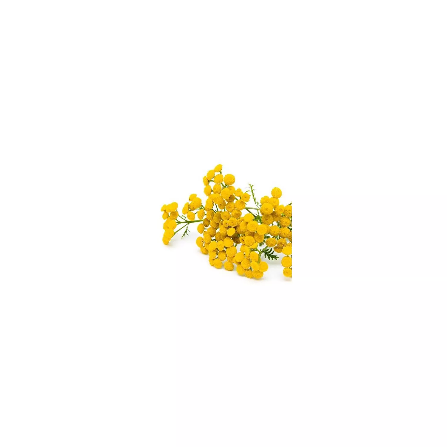 TANAISIE ANNUELLE - Huile essentielle BIO
