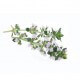 THYM À FEUILLES DE SARRIETTE - Huile essentielle BIO