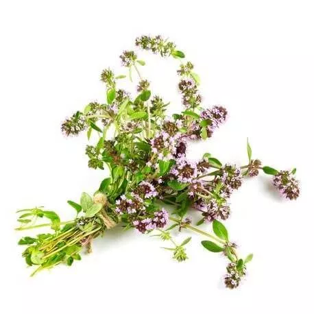 THYM À LINALOL - Huile essentielle BIO