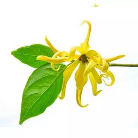 YLANG YLANG COMPLÈTE - Huile essentielle BIO