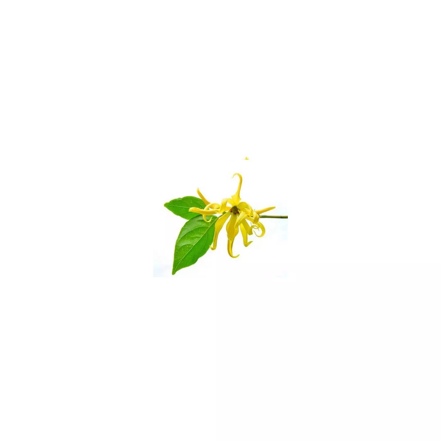 YLANG YLANG COMPLÈTE - Huile essentielle BIO