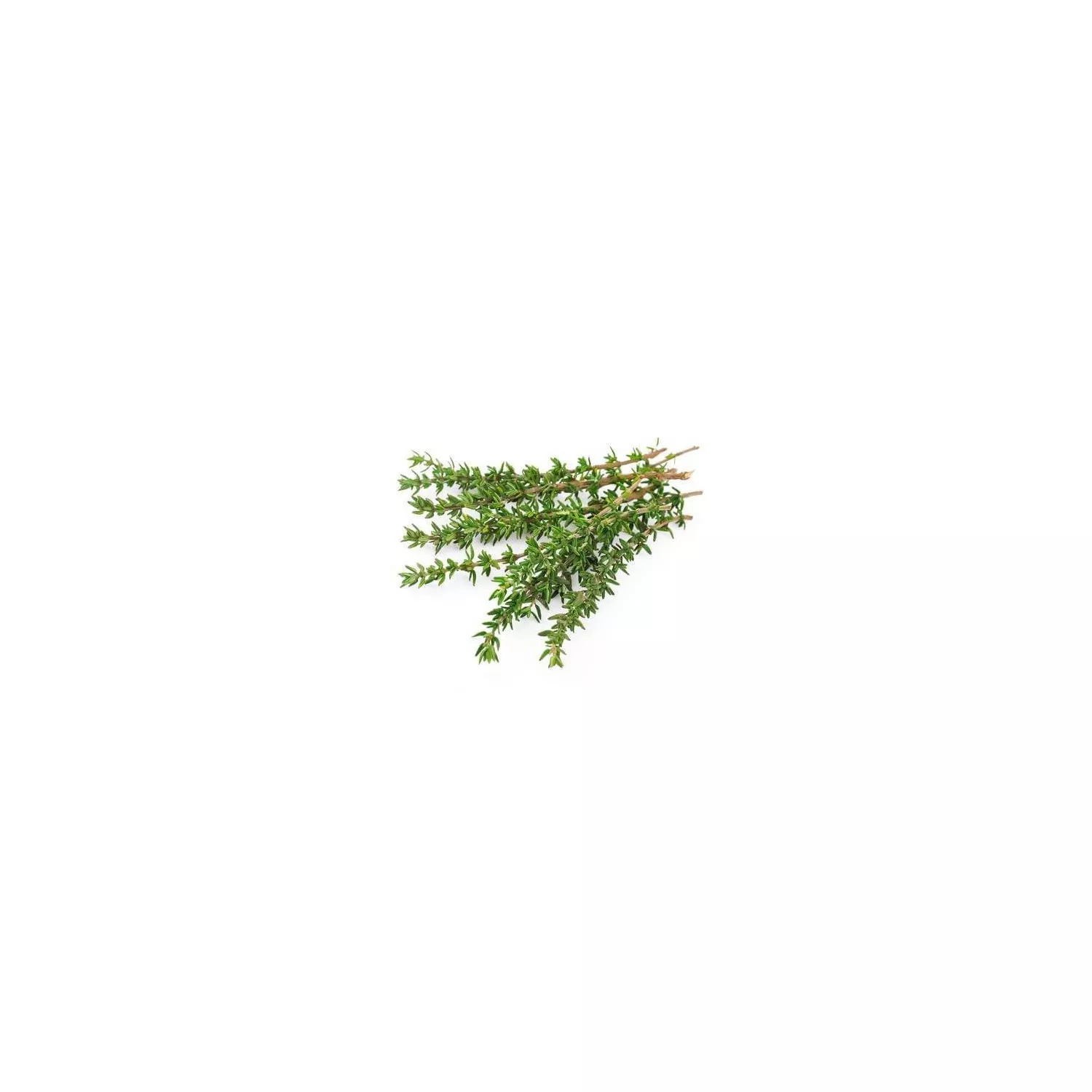THYM À THYMOL - Huile essentielle BIO