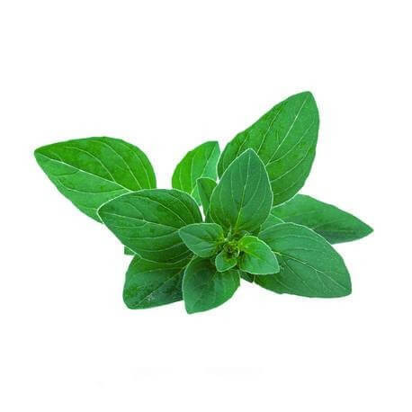 Huile Essentielle De Menthe Verte (Nana) - Mentha Spicata Nana - Flacon De 100 Ml - Oshadhi