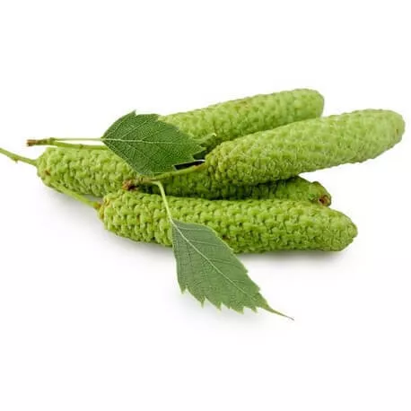 BOULEAU PUBESCENT - Macérat de bourgeons BIO