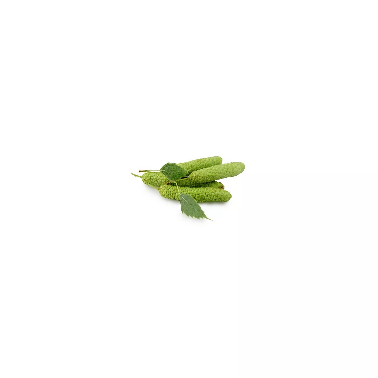 BOULEAU PUBESCENT - Macérat de bourgeons BIO