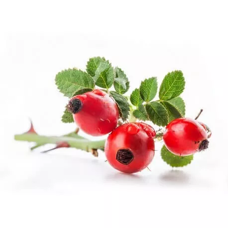 ÉGLANTIER - Macérat de bourgeons BIO