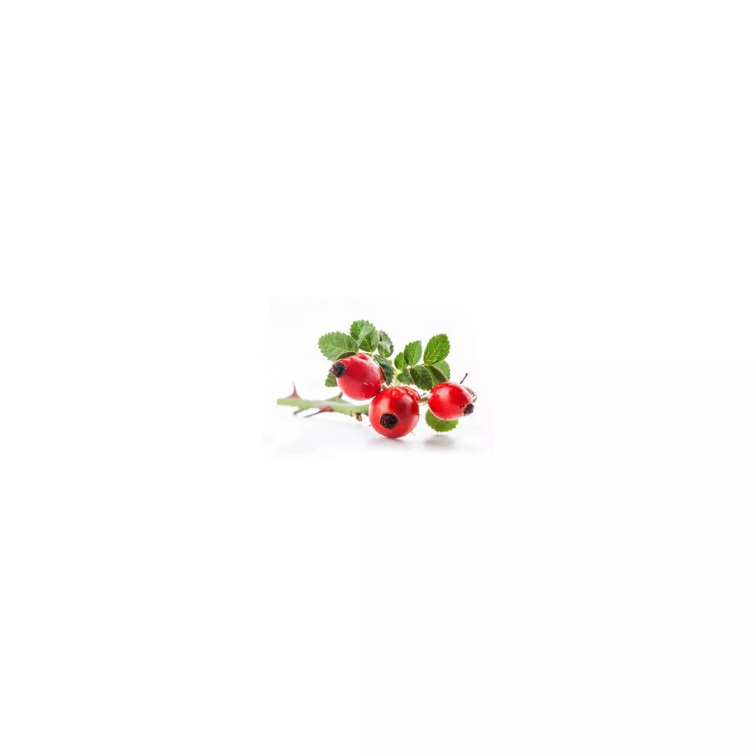 ÉGLANTIER - Macérat de bourgeons BIO