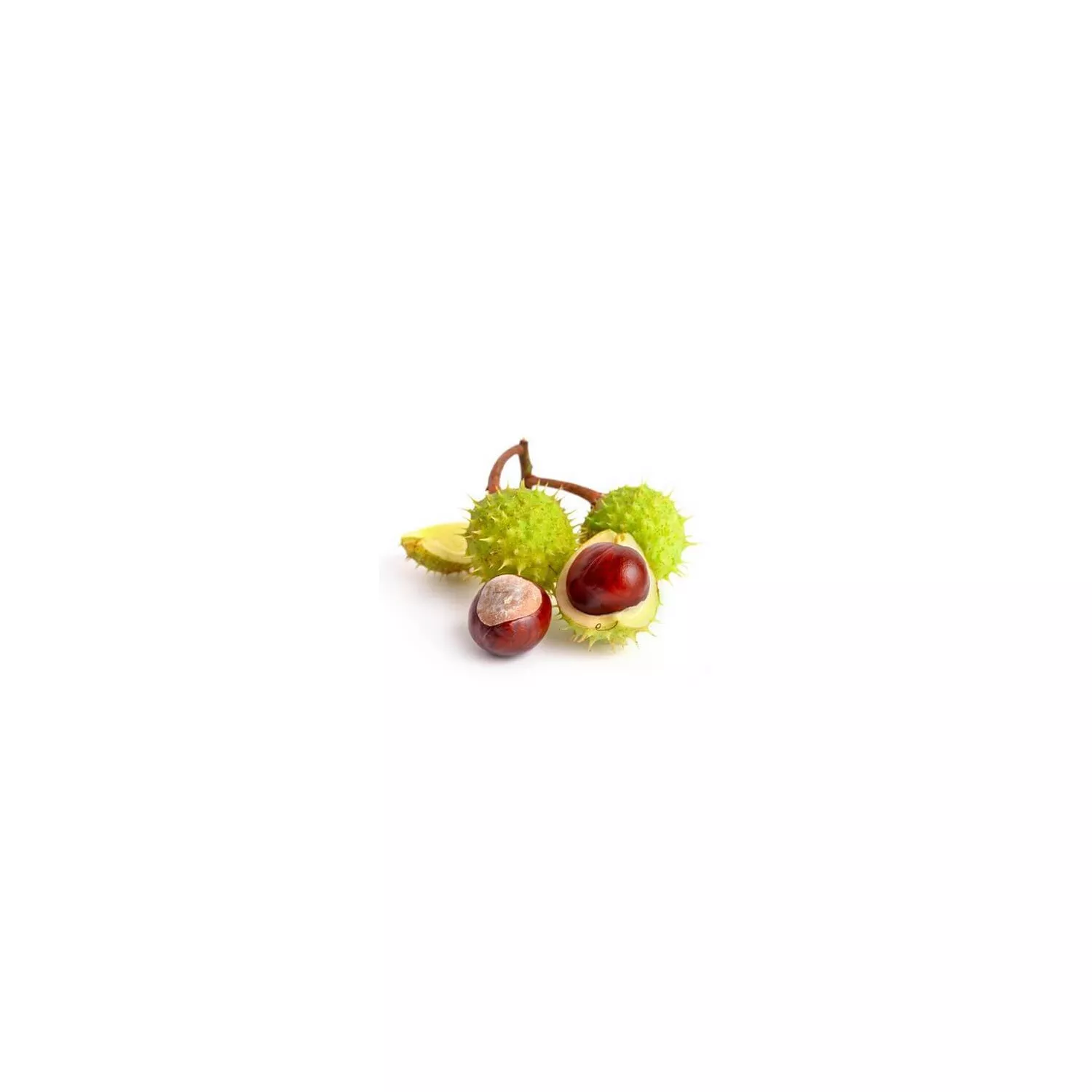 MARRONNIER - Macérat de bourgeons BIO