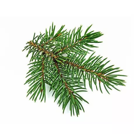 SAPIN BLANC - Macérat de bourgeons BIO