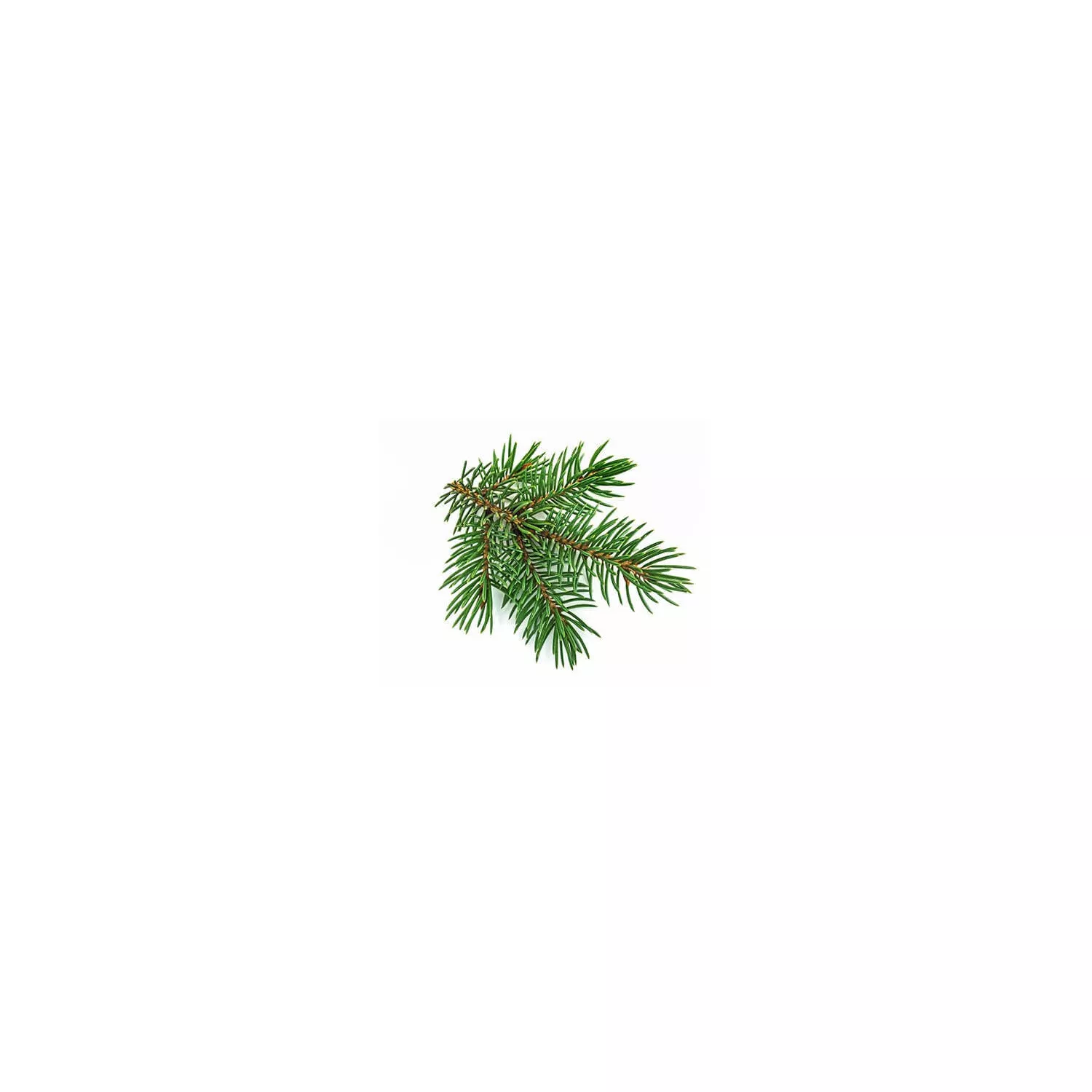 SAPIN BLANC - Macérat de bourgeons BIO