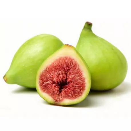 FIGUIER - Macérat de bourgeons BIO