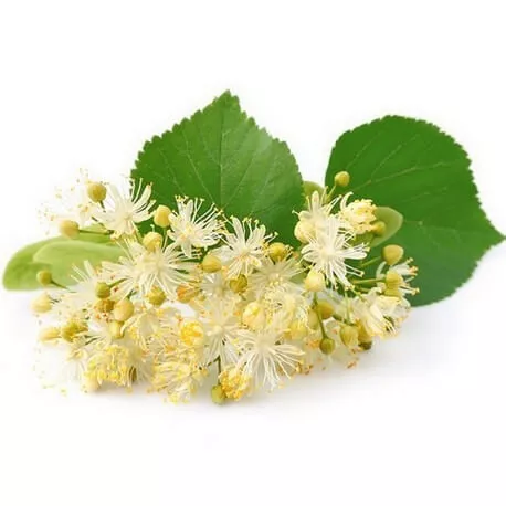 TILLEUL - Macérat de bourgeons BIO
