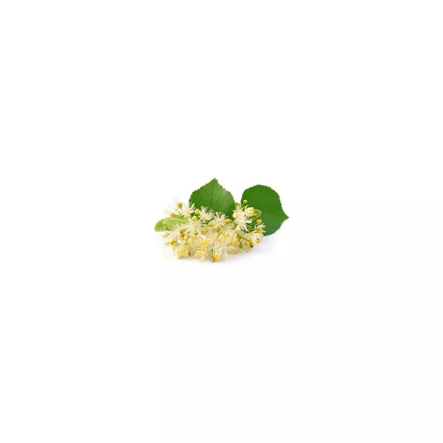 TILLEUL - Macérat de bourgeons BIO