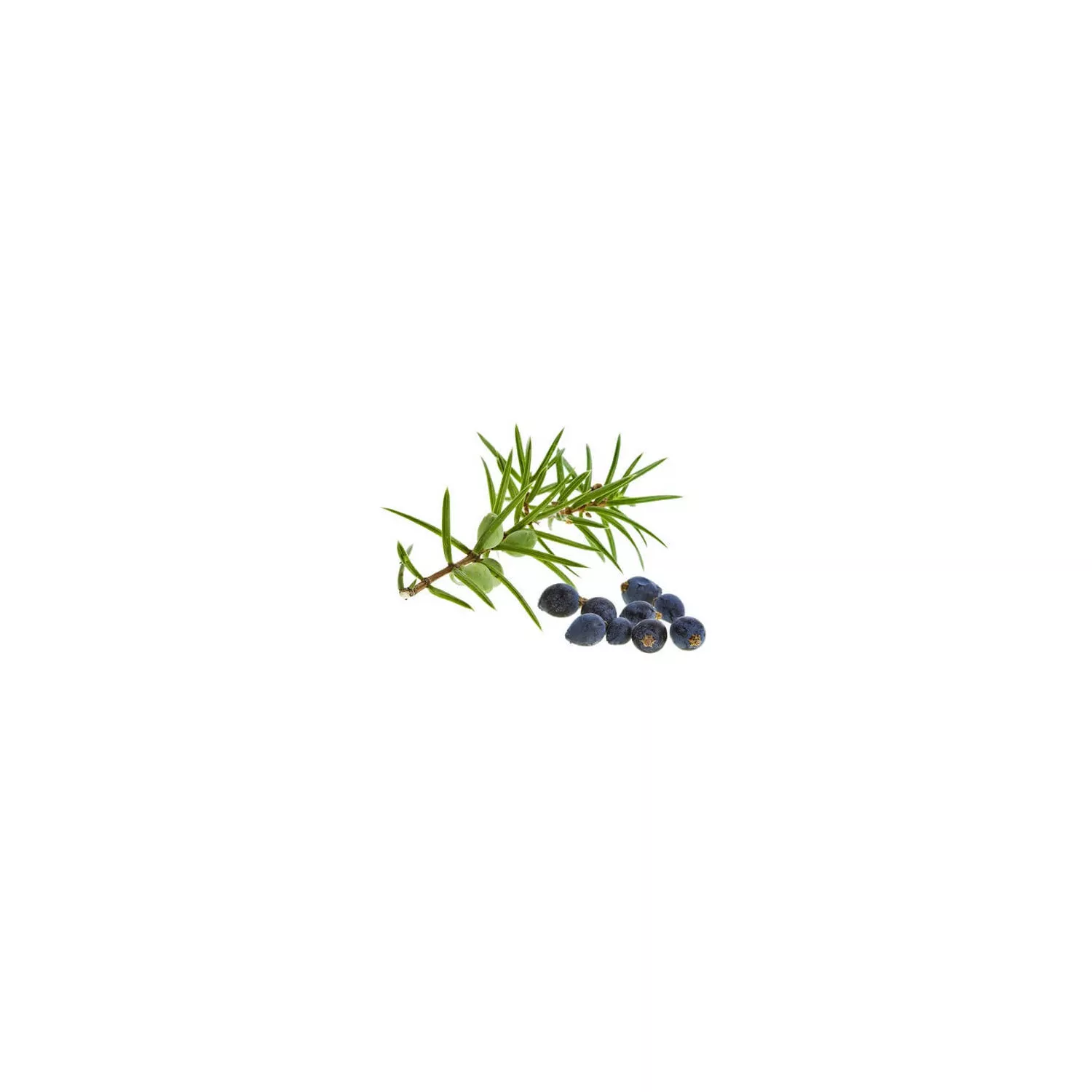 GENÉVRIER - Macérat de bourgeons BIO