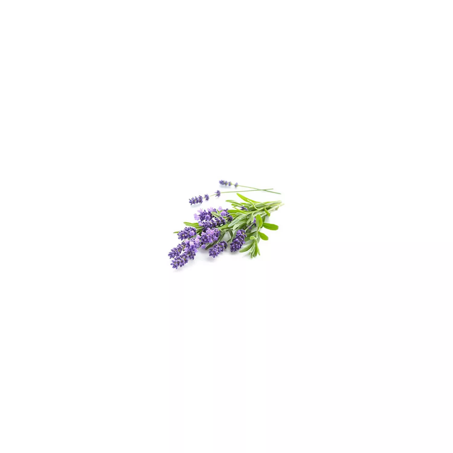 LAVANDE ASPIC - Huile essentielle BIO