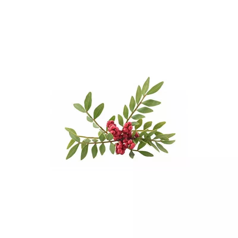 LENTISQUE PISTACHIER - Huile essentielle BIO