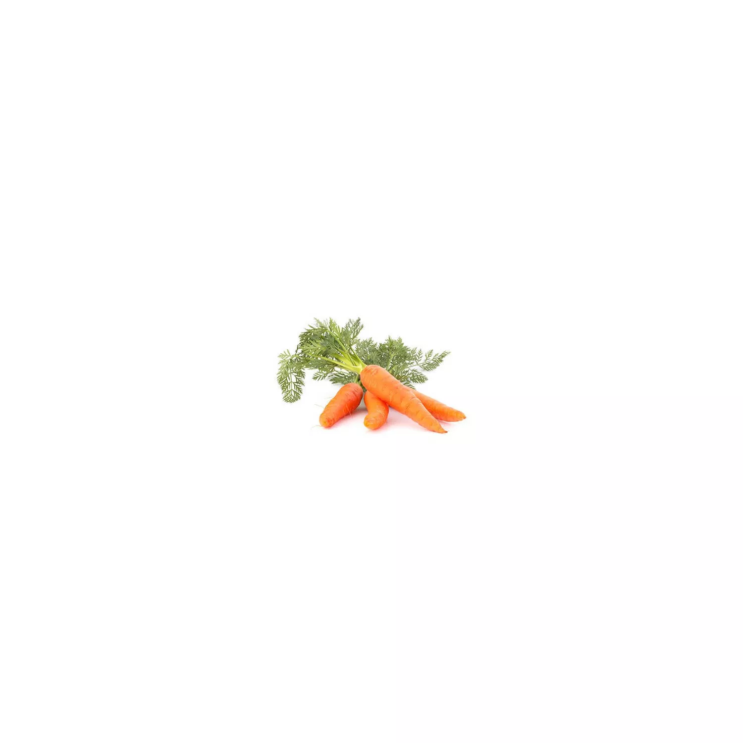 Macérât huileux de Carotte BIO