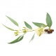 EUCALYPTUS GLOBULUS - Huile essentielle BIO
