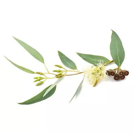 EUCALYPTUS GLOBULUS - Huile essentielle BIO