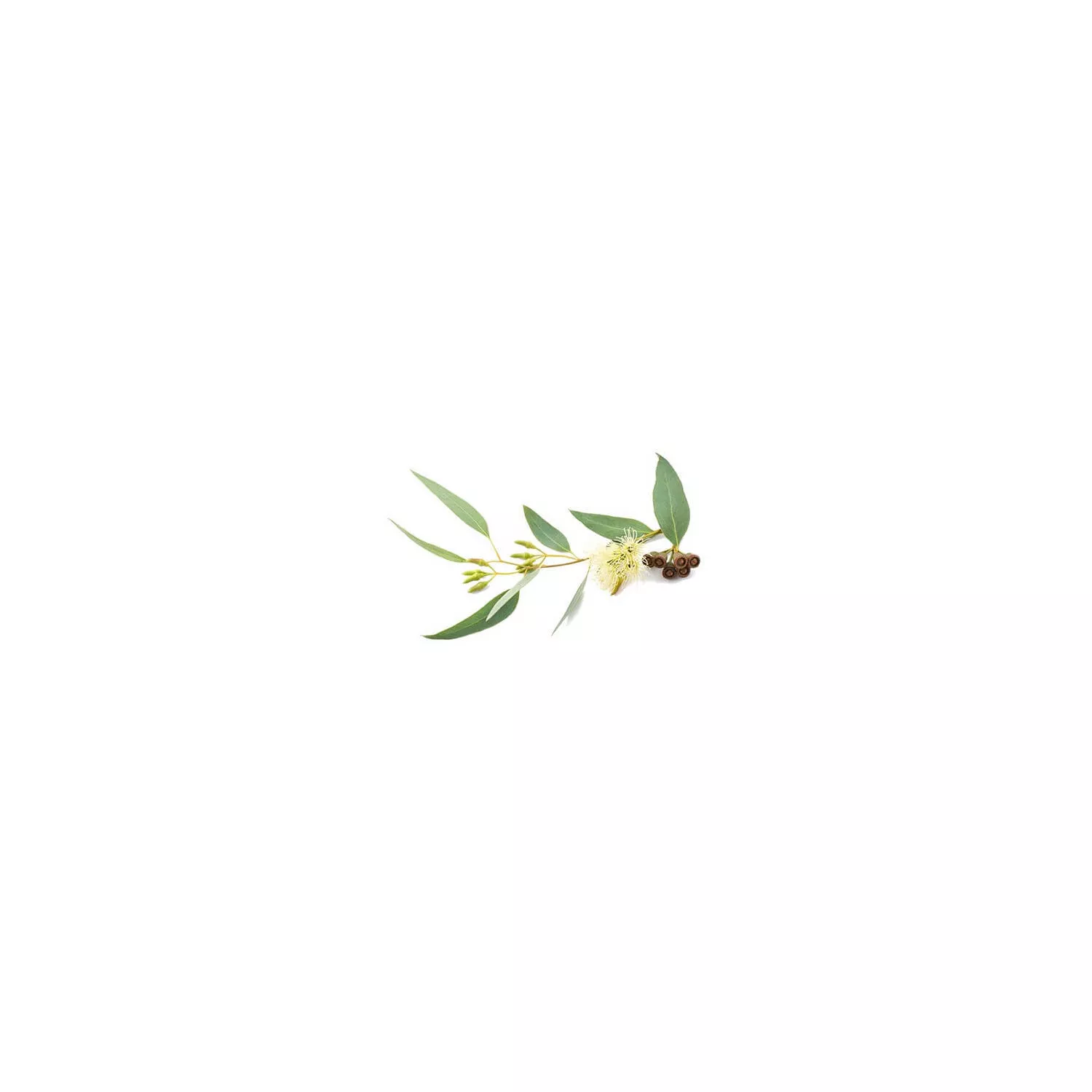EUCALYPTUS GLOBULUS - Huile essentielle BIO