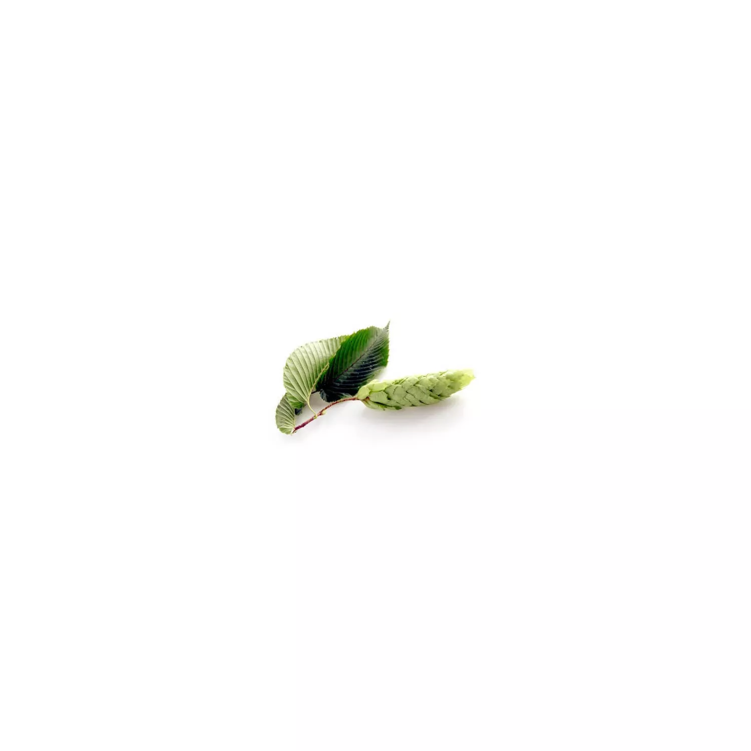 CHARME - Macérat de bourgeons BIO