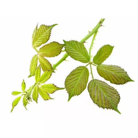 RONCE - Macérat de bourgeons BIO
