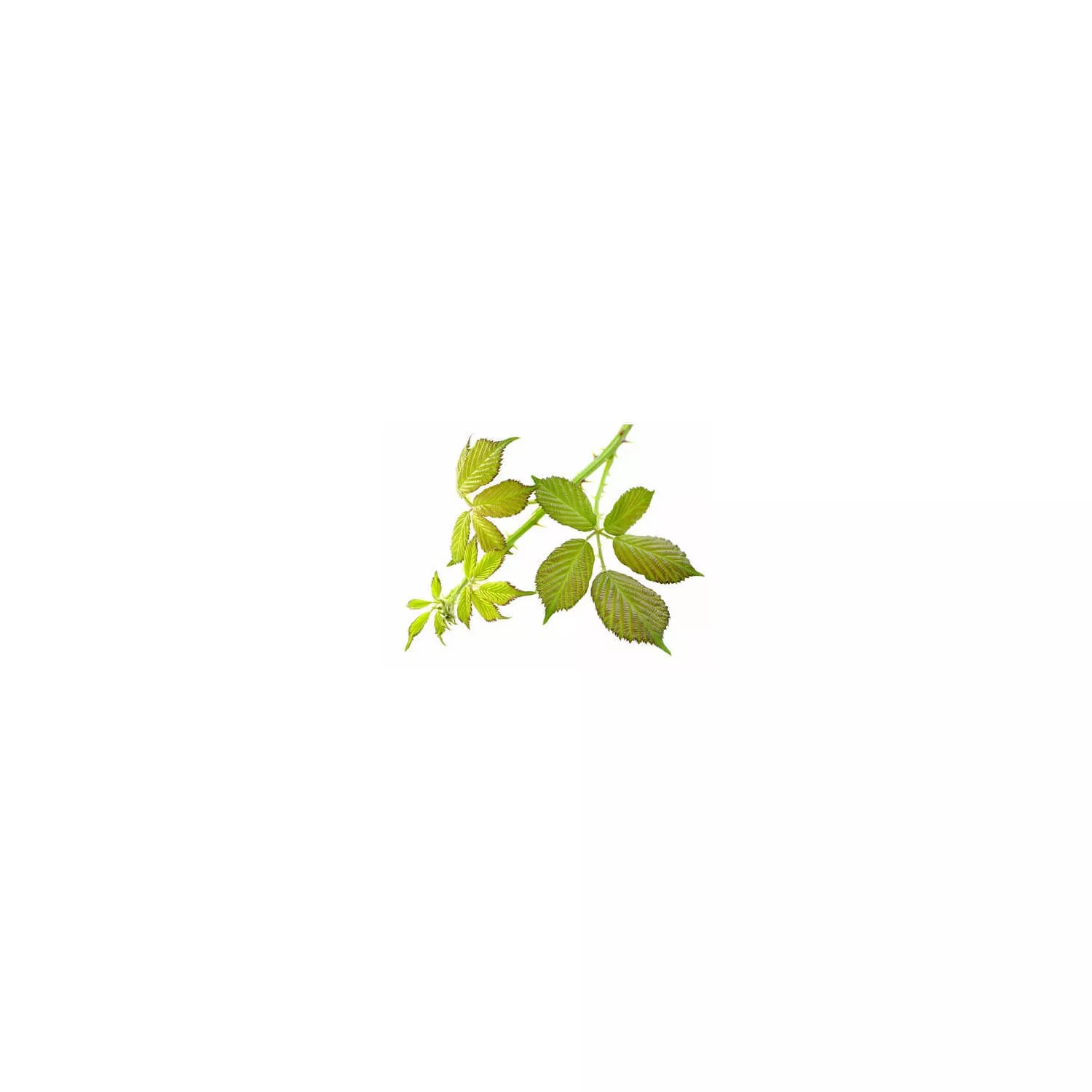 RONCE - Macérat de bourgeons BIO