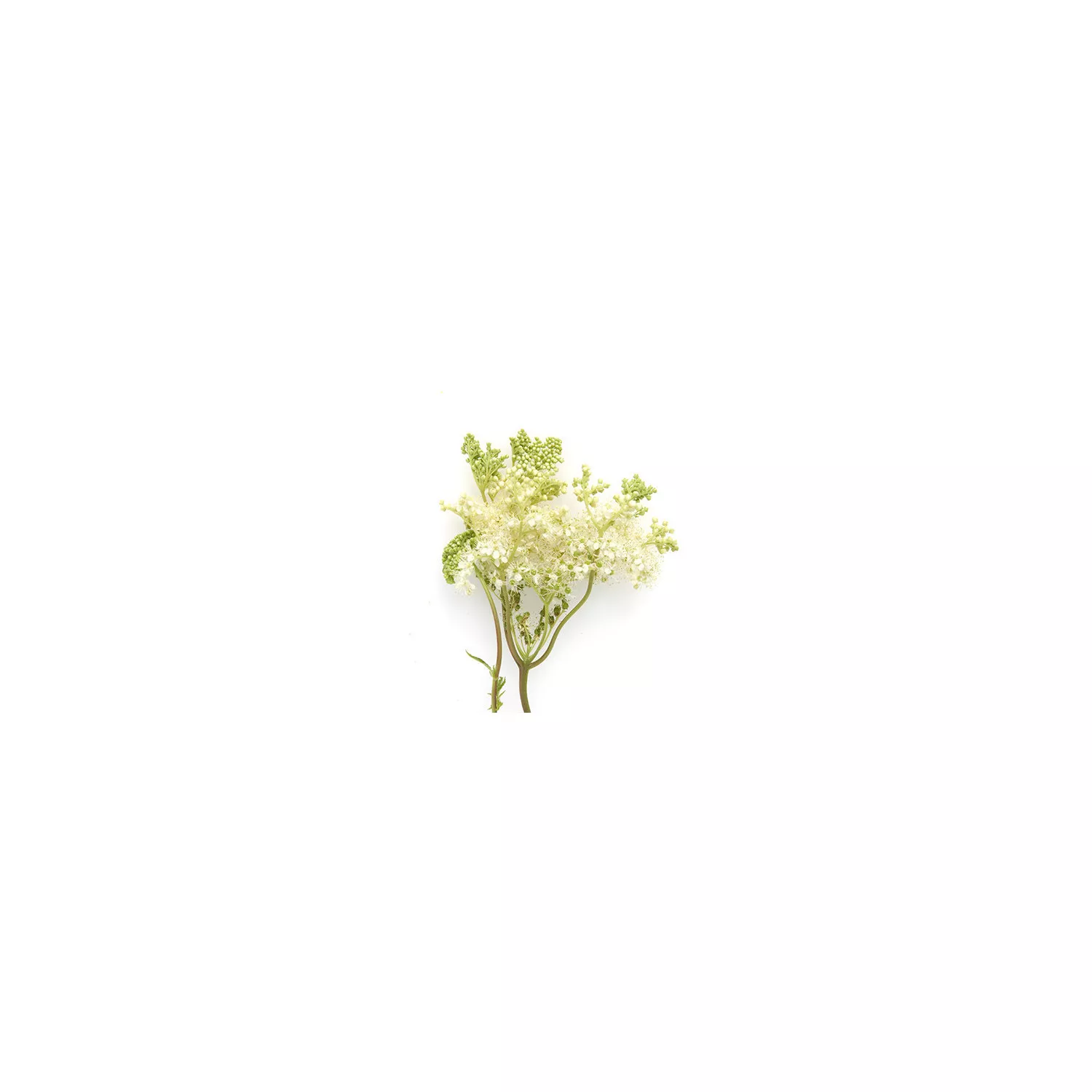 REINE DES PRÉS - Macérât huileux BIO