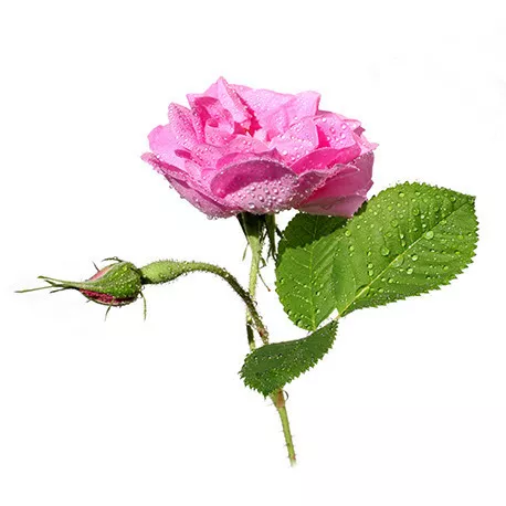 ROSE DE DAMAS - Hydrolat BIO