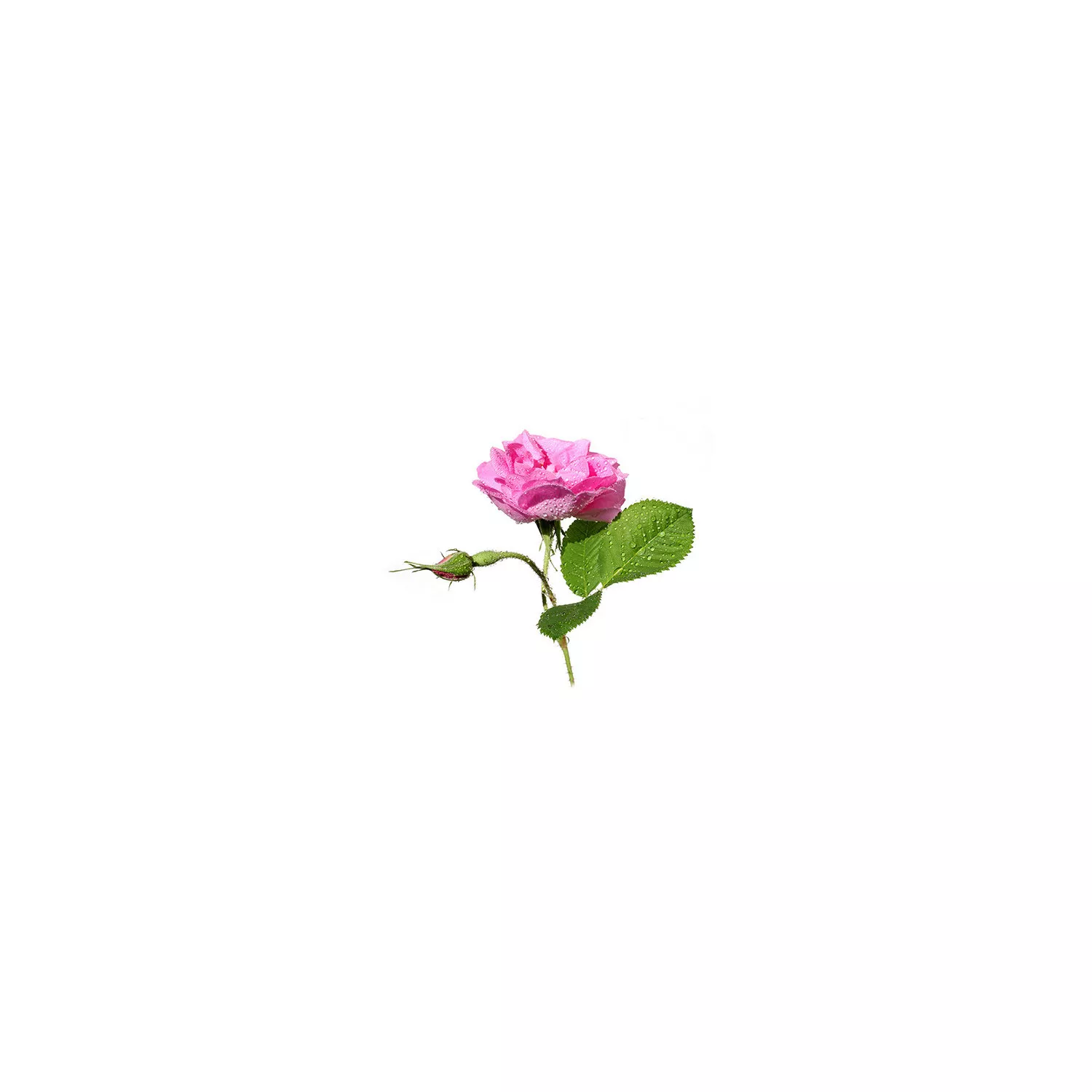 ROSE DE DAMAS - Hydrolat BIO