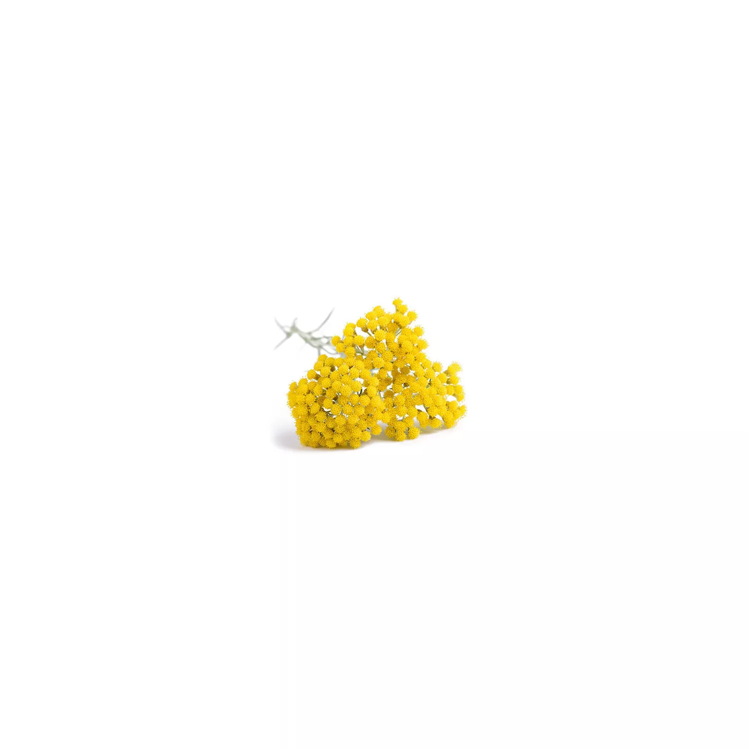 HELICHRYSE ITALIENNE - Hydrolat BIO