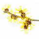 HAMAMELIS - Hydrolat BIO