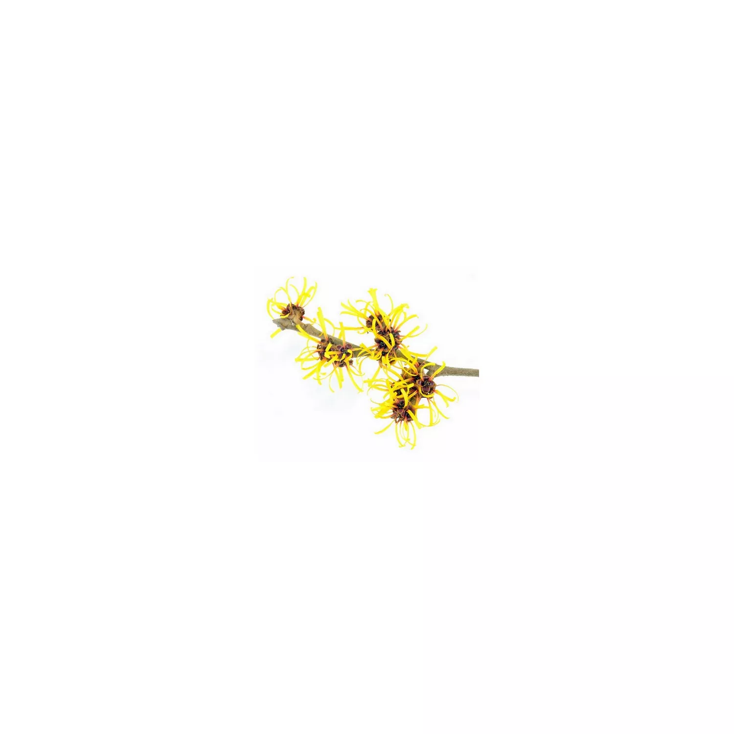 HAMAMELIS - Hydrolat BIO
