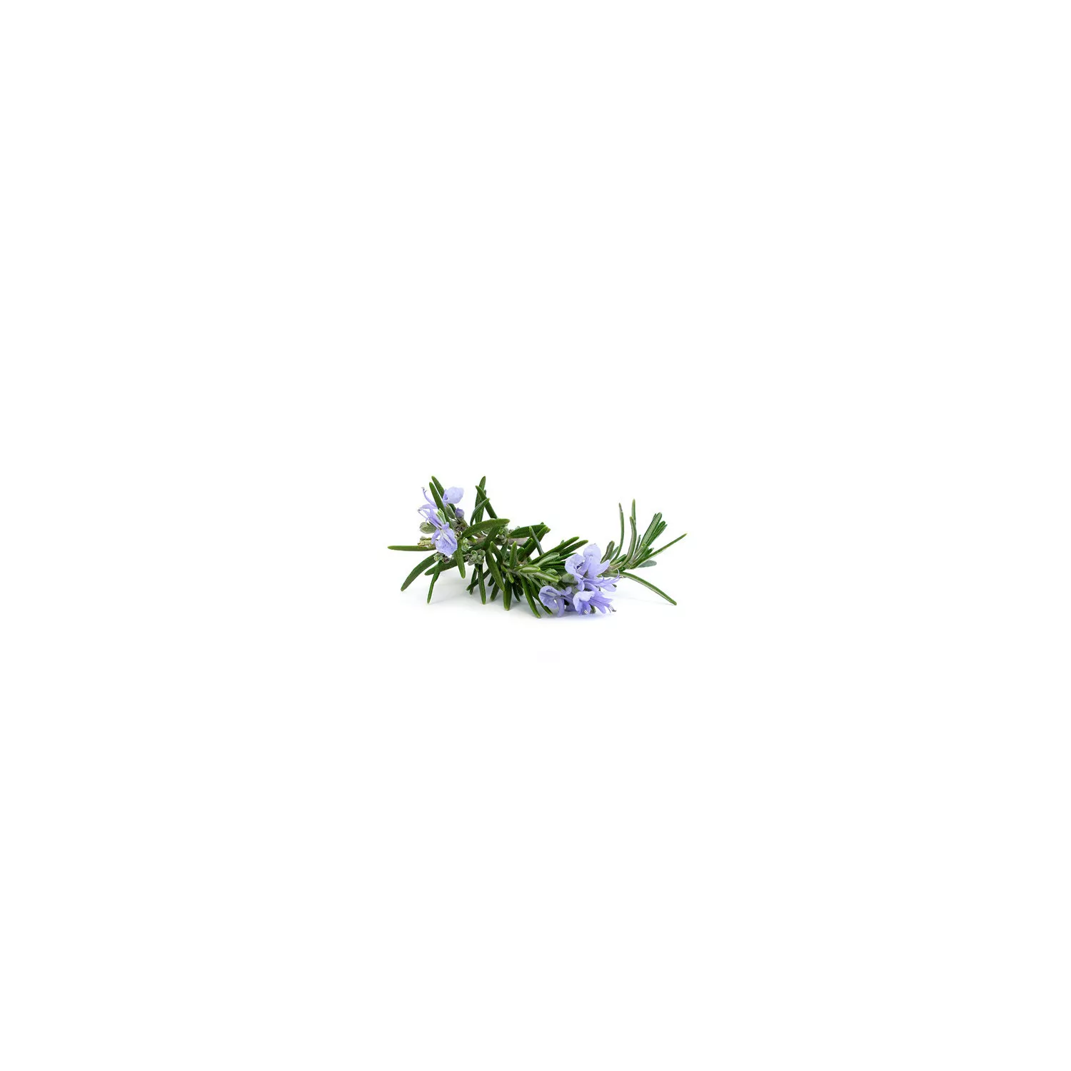 ROMARIN À VERBENONE - Hydrolat BIO