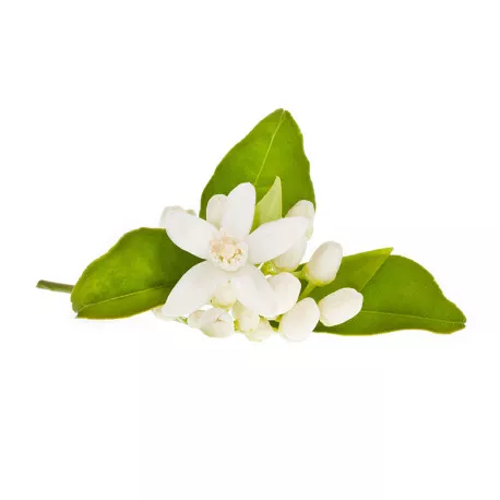 FLEUR D'ORANGER - Hydrolat BIO