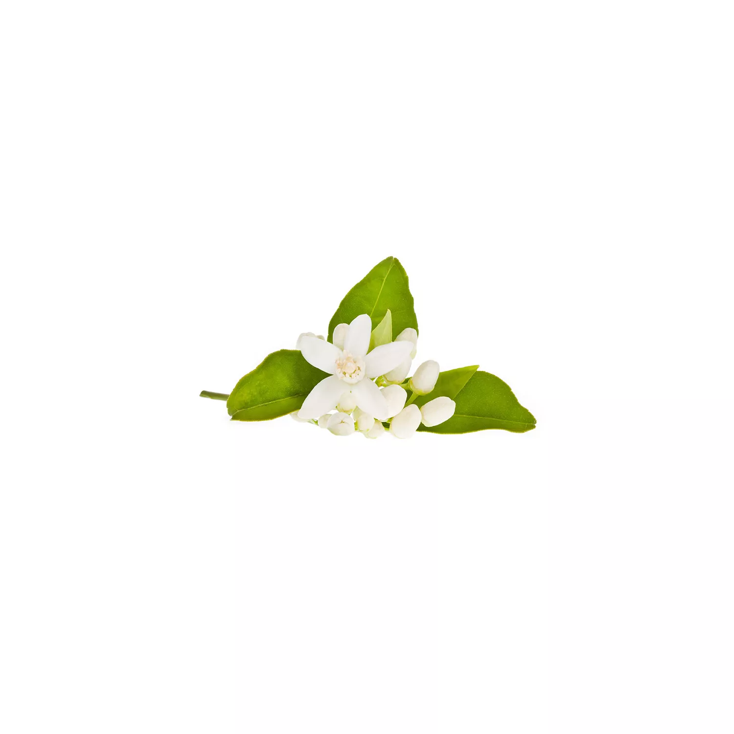 FLEUR D'ORANGER - Hydrolat BIO