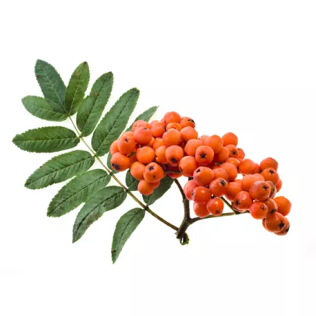 SORBIER - Macérat de bourgeons BIO