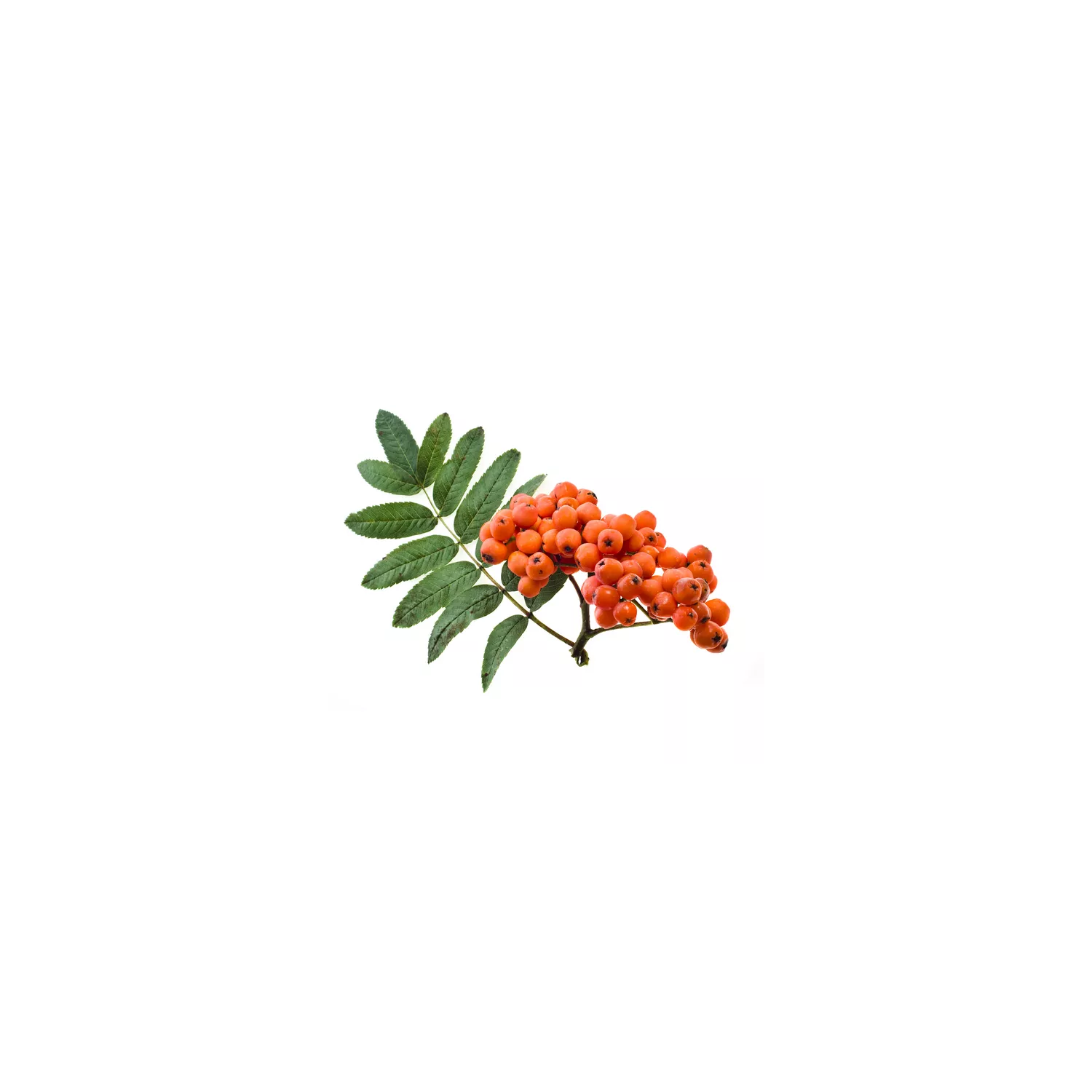 SORBIER - Macérat de bourgeons BIO