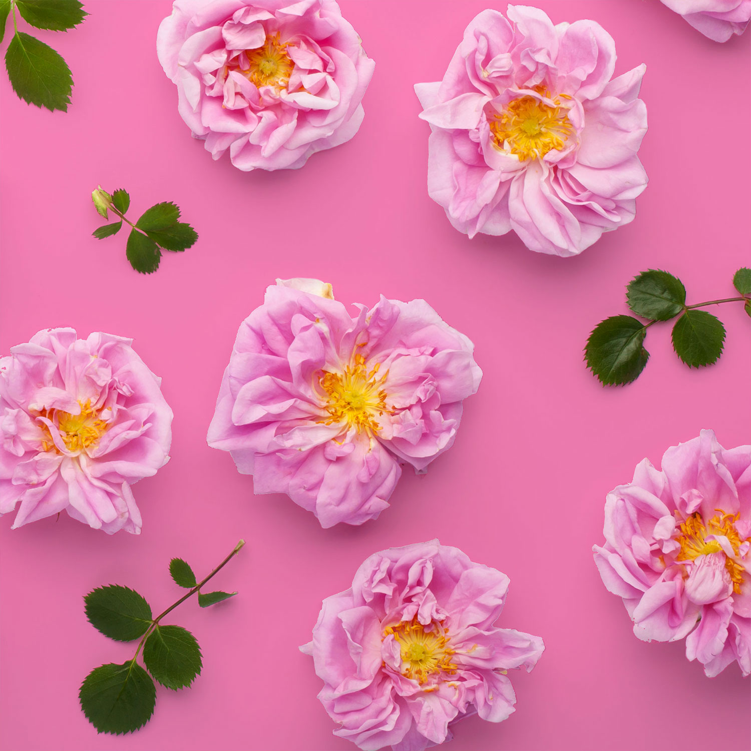 Eau florale de rose