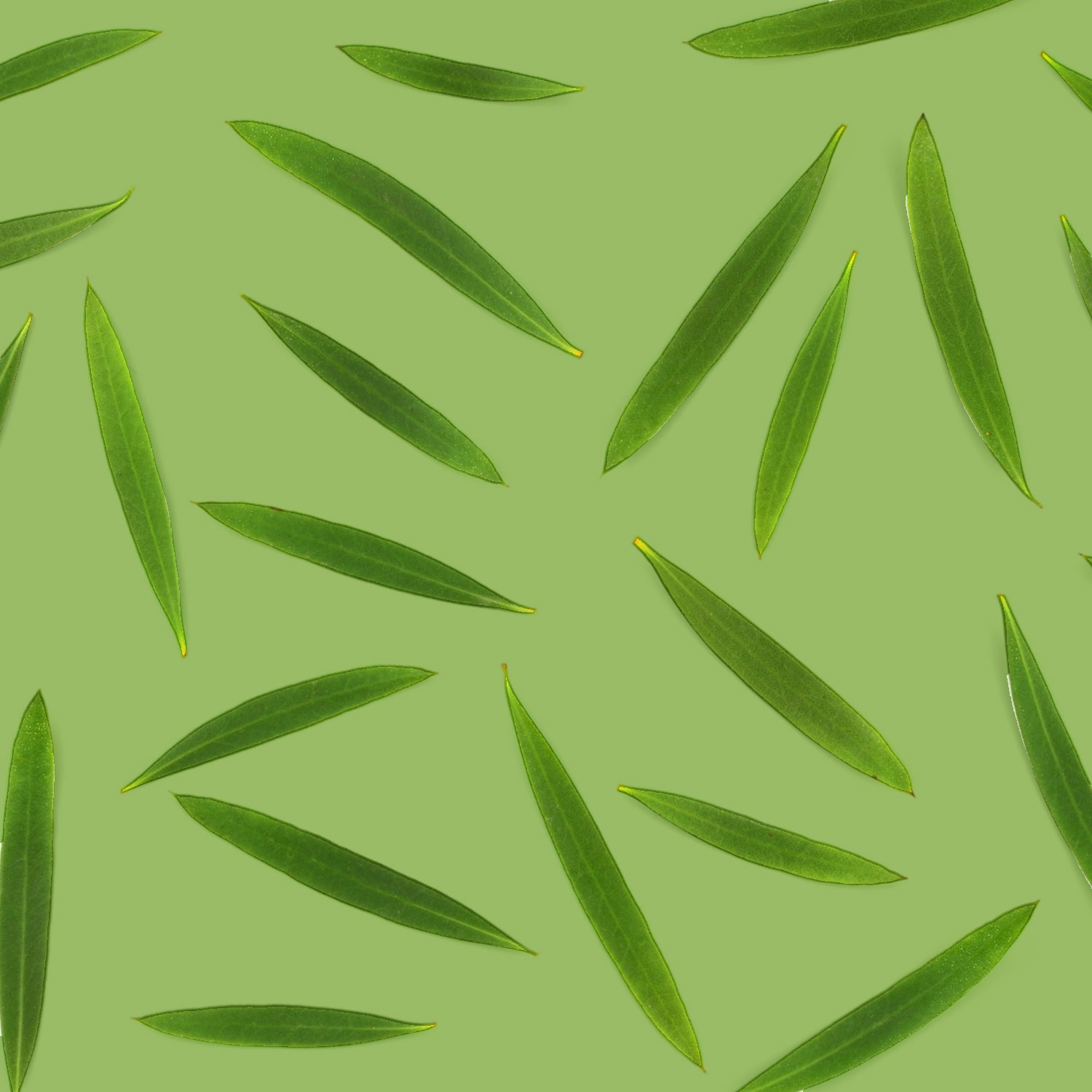 Tea tree