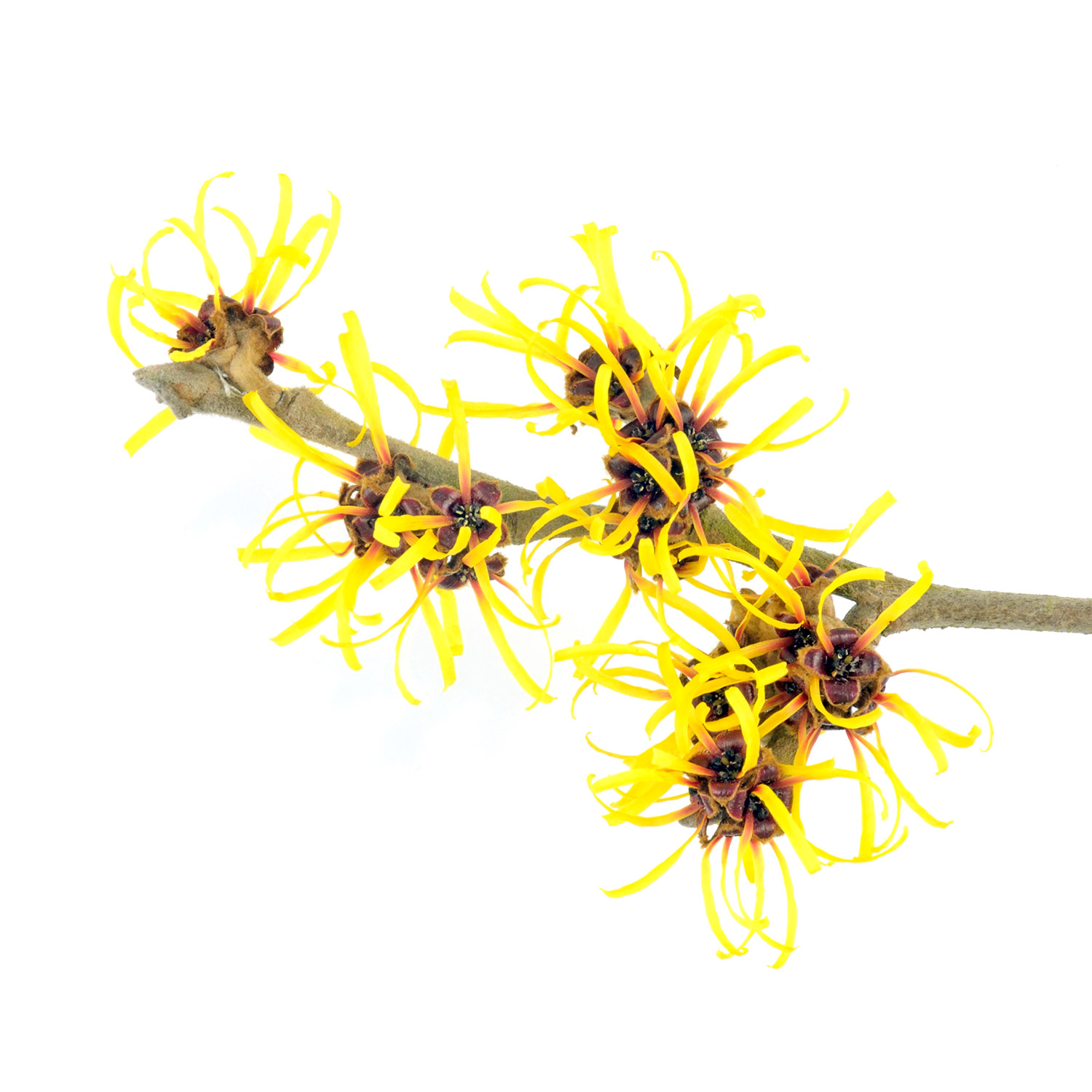 Hazel extract. Гамамелис виргинский. Hazel extract. Экстракт гамамелиса виргинского. Гамамелис виргинский.