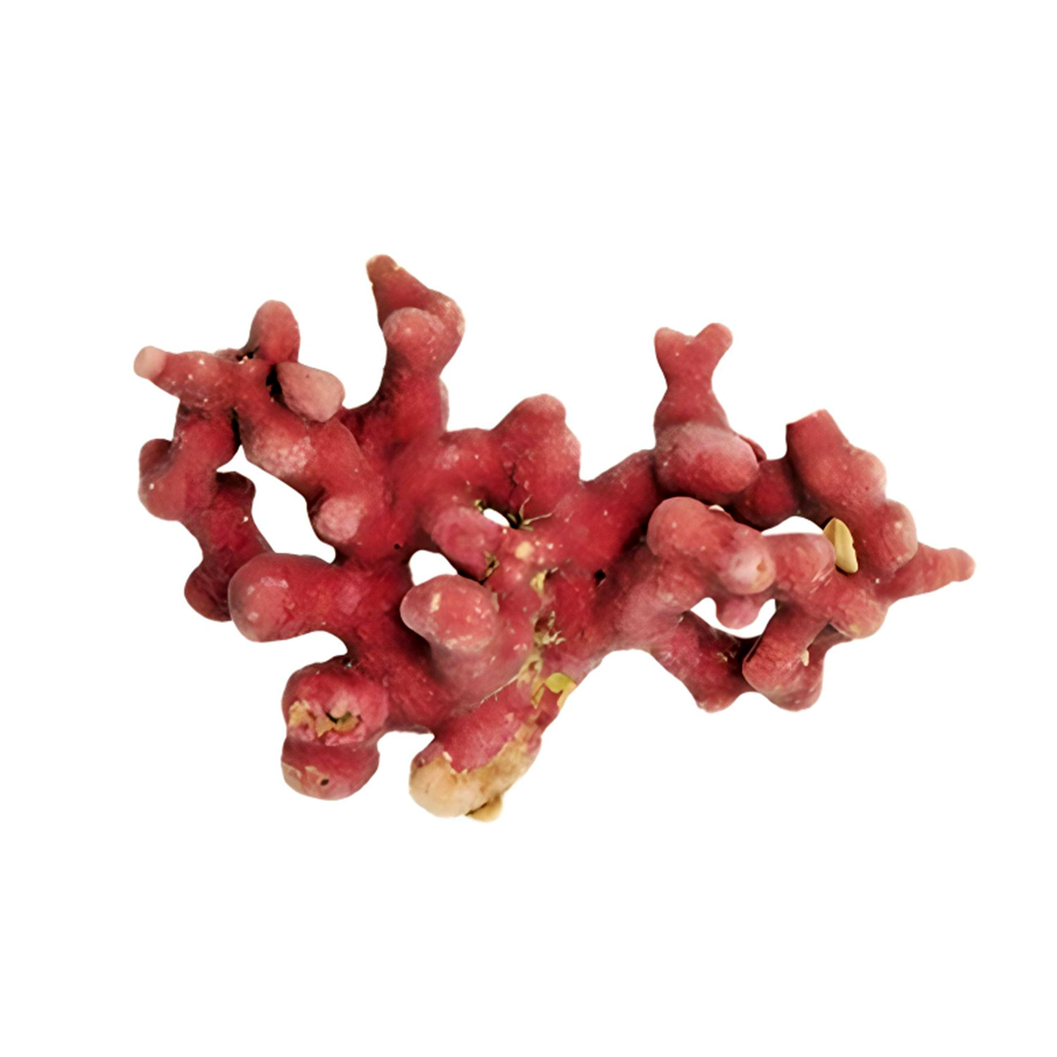 Propolia 120 Gélules Confort Digestif - Propolis, Argile, Pollen, Algues, Fabriqué En France