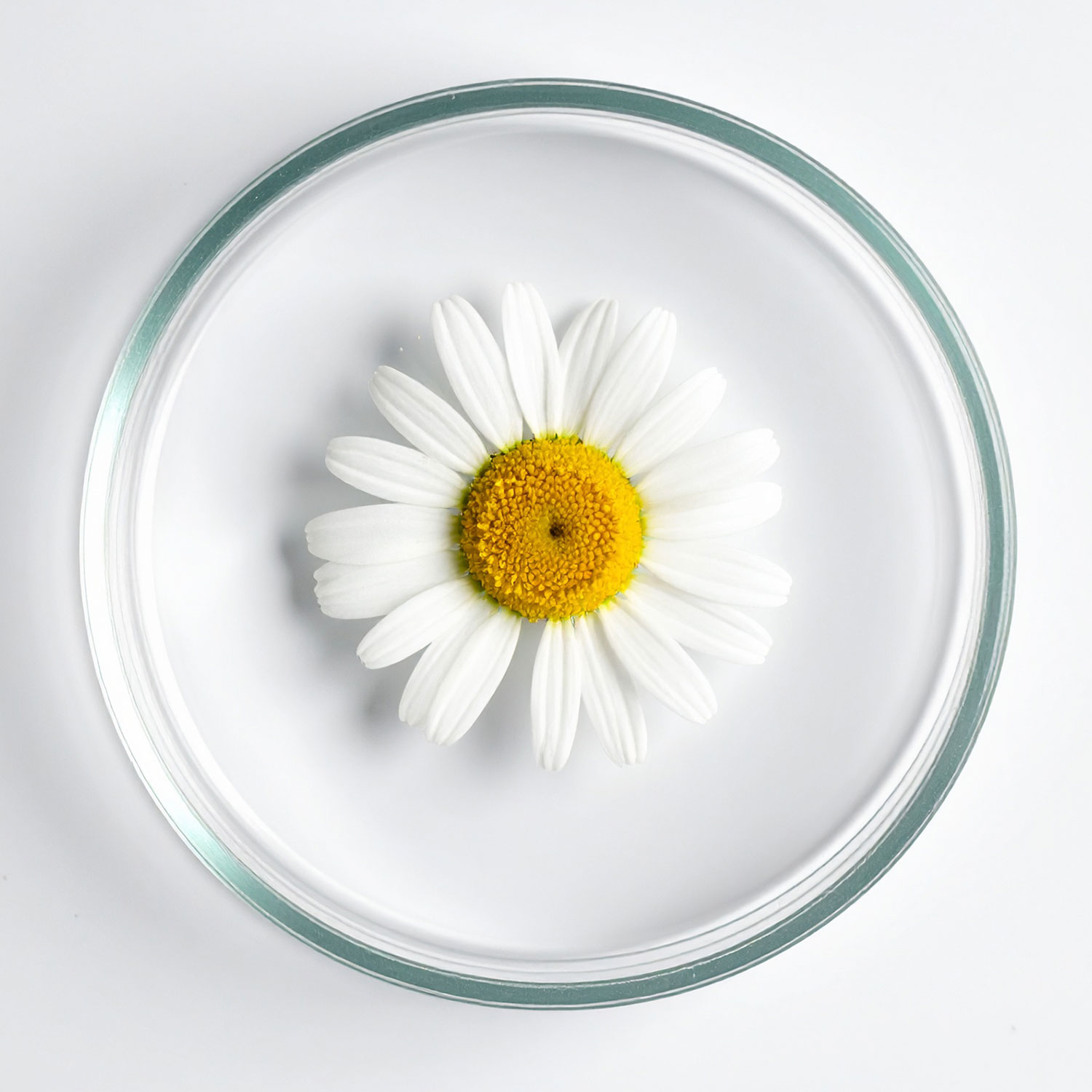 Huile essentielle de Camomille Romaine