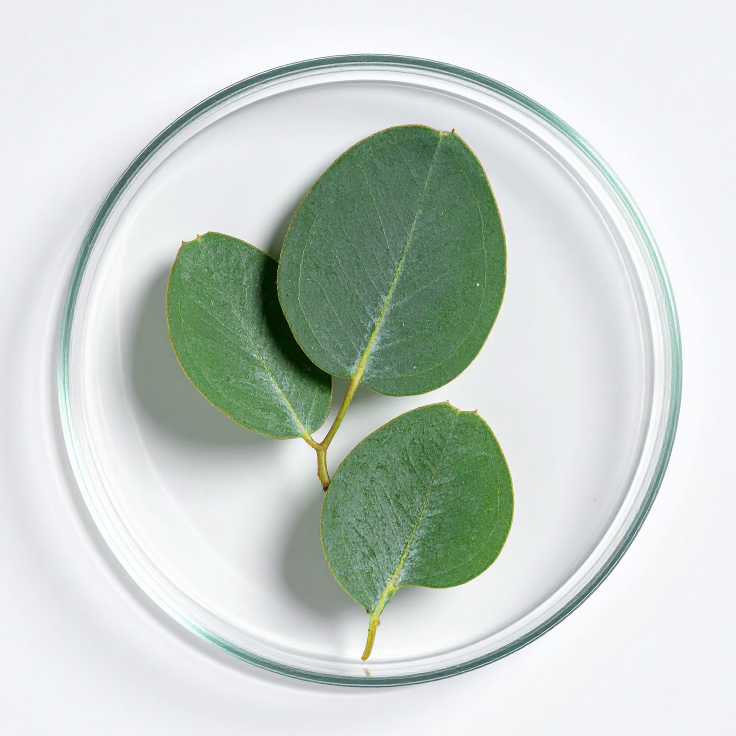 Huile essentielle d’Eucalyptus Globulus