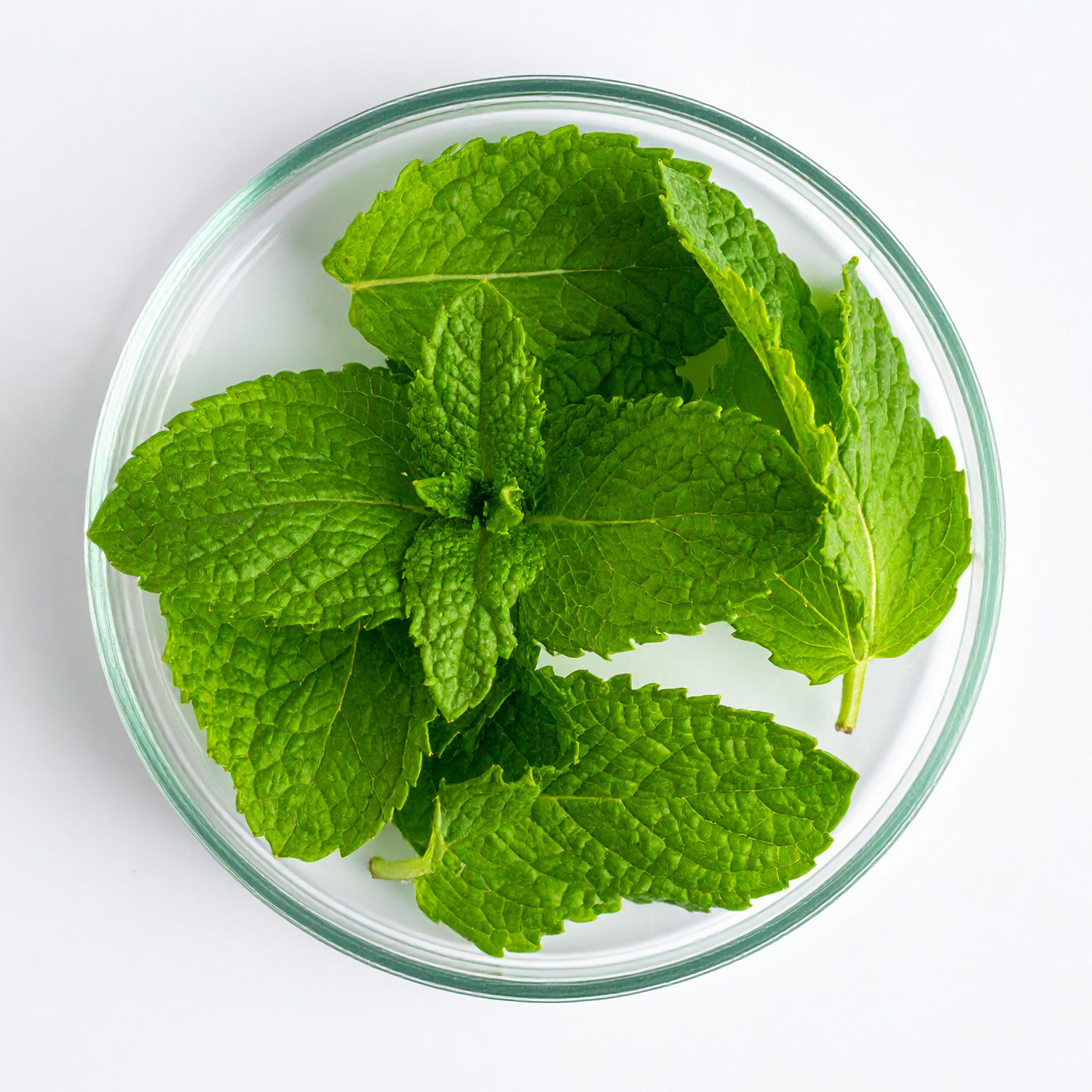 Huile essentielle de Menthe des Champs