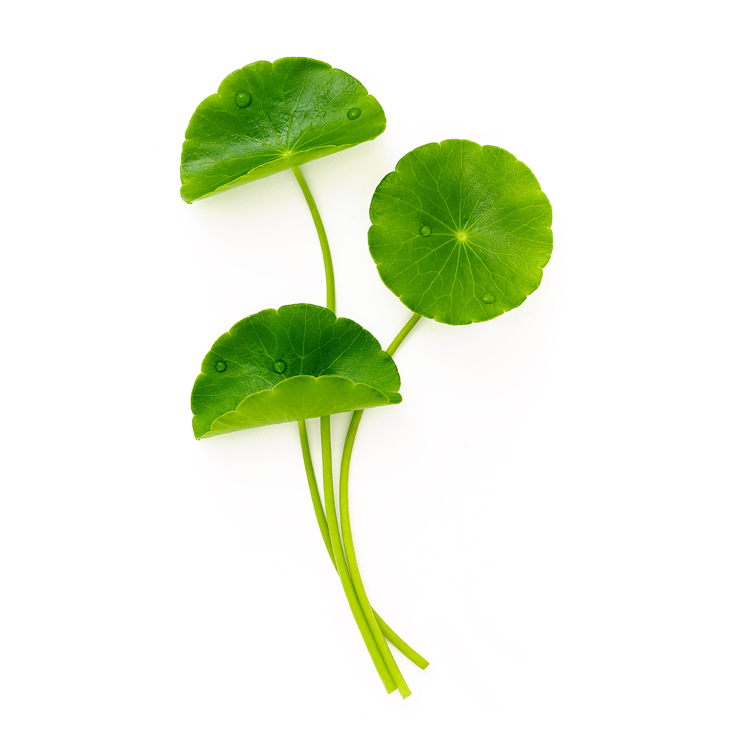 Gotu Kola